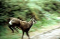 <center>
Chassé par un autre mâle, il traverse le sentier sans s'inquiéter<br>
de ma présence puis s'arrête plus bas, au bord du torrent. chamois course alpes grand paradis 